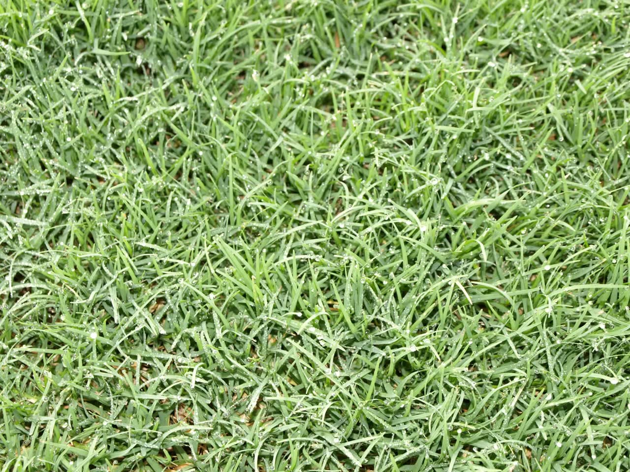 Bermuda Celebration sod