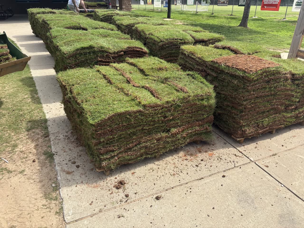 Bermuda Tifway 419 sod