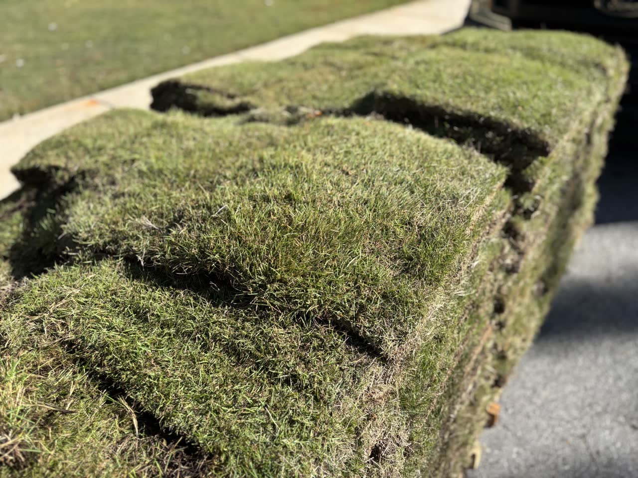 Emerald Zoysia sod