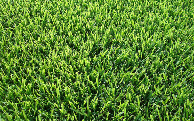 Myers Zoysia sod