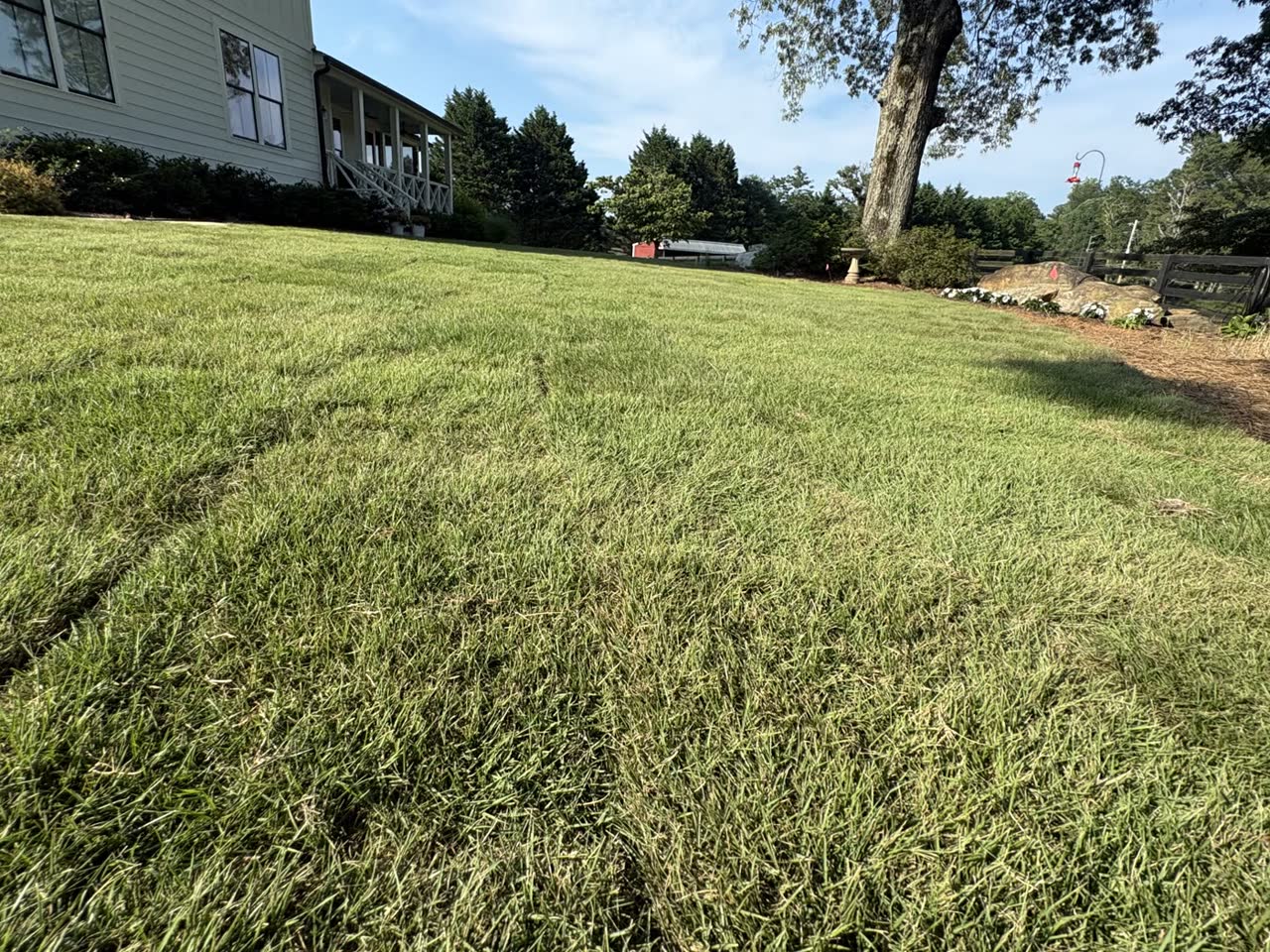 Zeon Zoysia sod